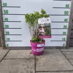 Malina červená (Rubus idaeus) ´LUCKYBERRY®´ - výška 30-40 cm, kont. C5L - NÍZKO RASTÚCA ODRODA